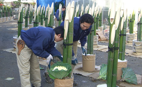 門松の作り方・葉牡丹を植えます